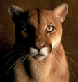 UH Cougar