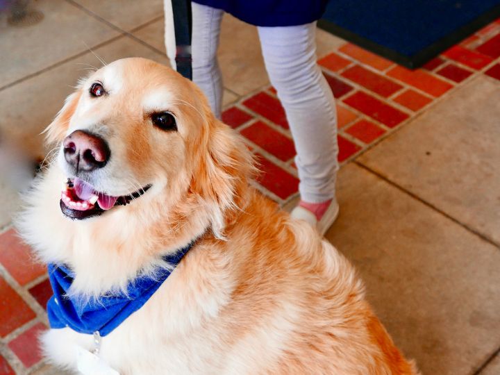 therapy dog