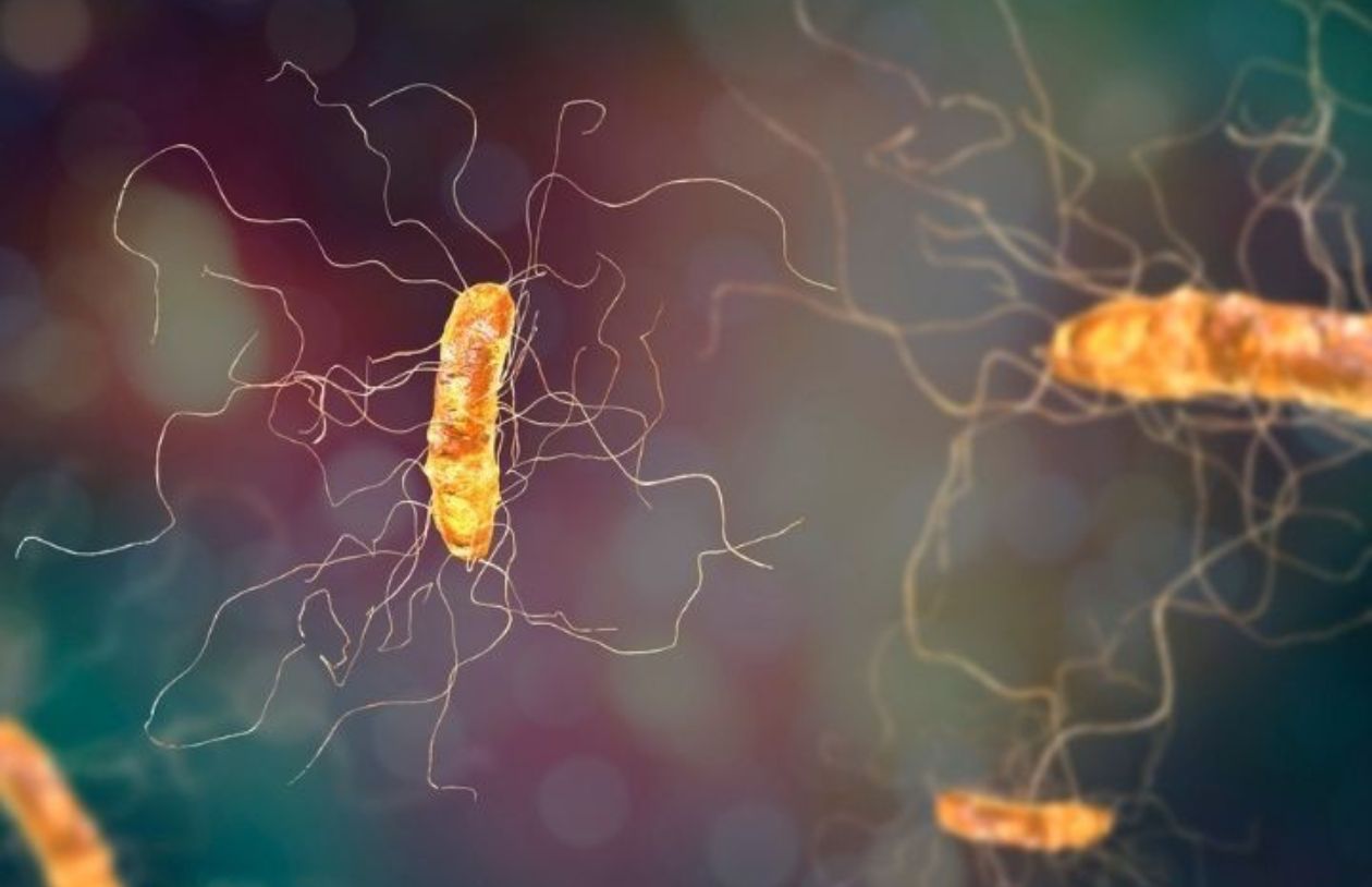 C-diff bacteria Getty Image