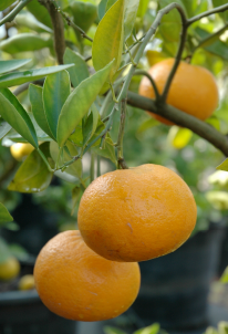 It’s easy to become a fruit tree fanatic