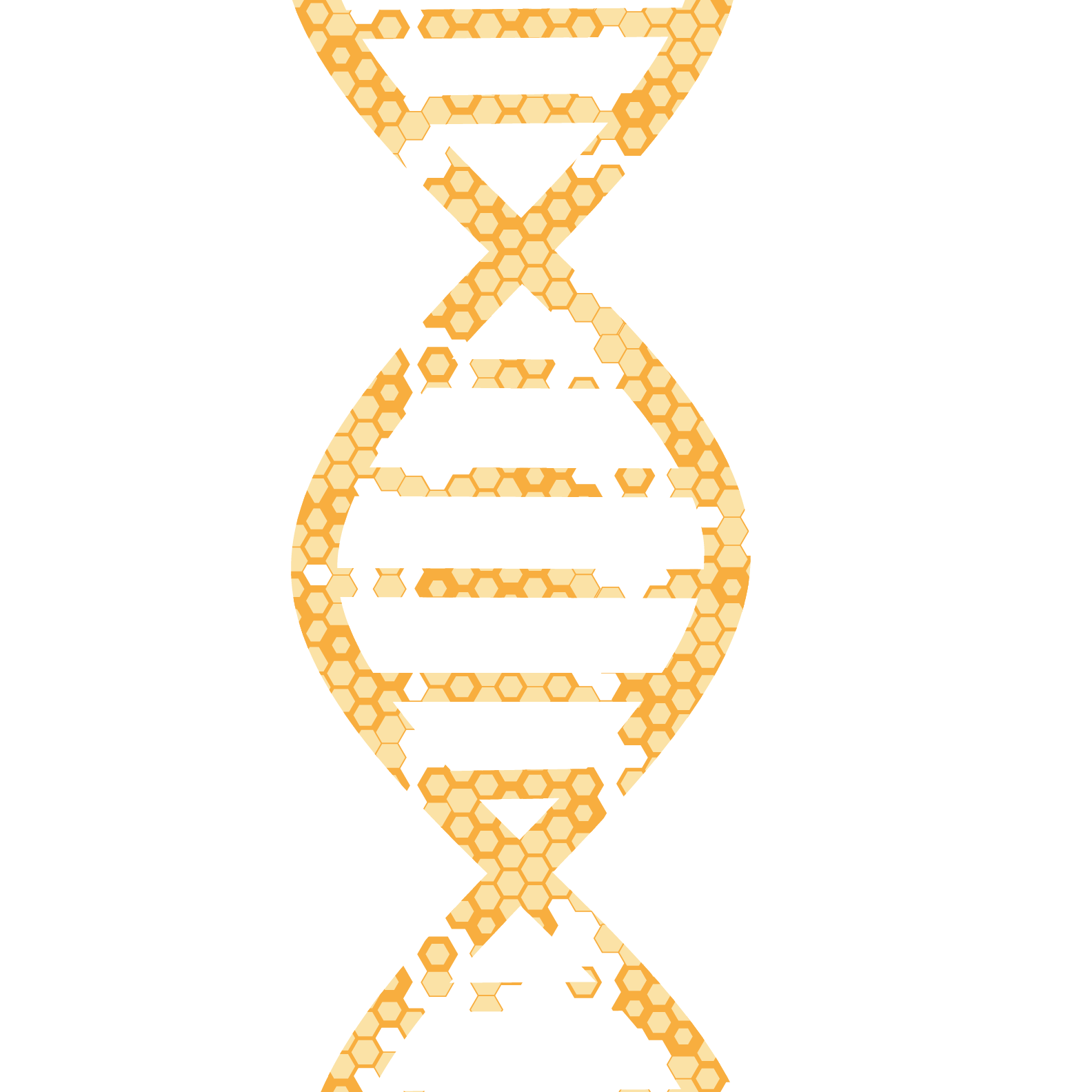 Honey comb in DNA double-helix