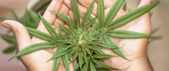 preview-marijuana.jpg