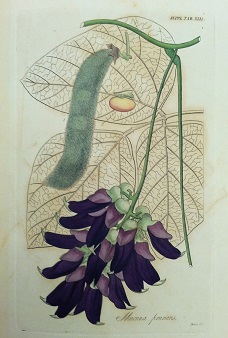 Botanical1