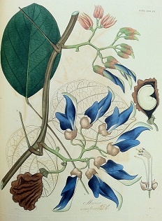 Botanical2