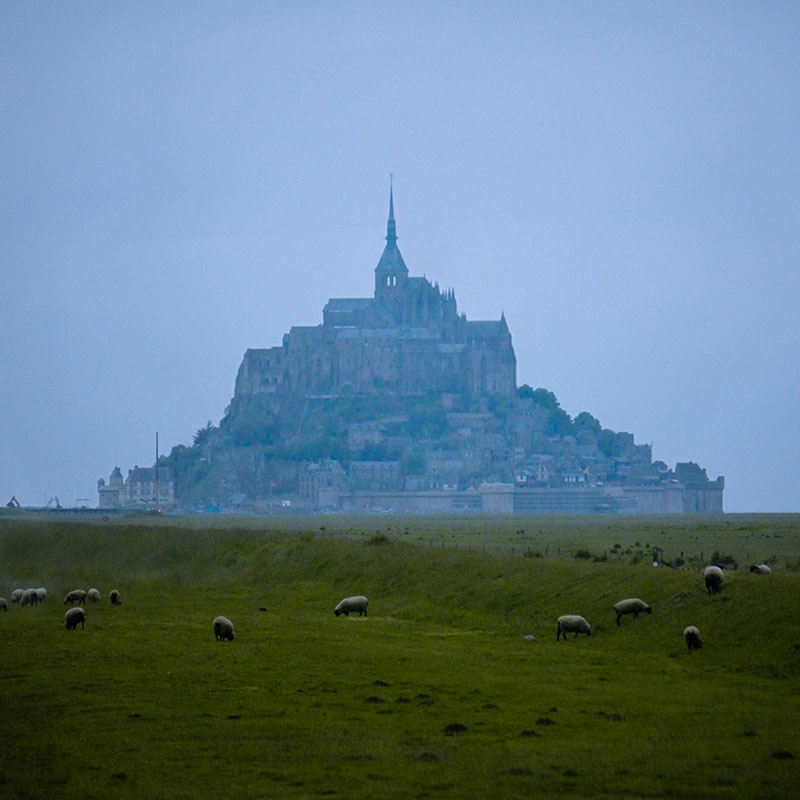 Sheep at the Mt St Michel