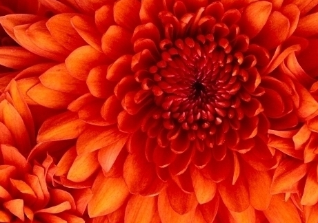 An Orange Chrysanthemum