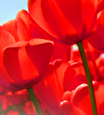 UH Red Tulips