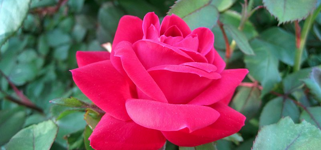 Red Double Knockout Rose Bloom image Tony Alter, CC BY 2.0 <https://creativecommons.org/licenses/by/2.0>, via Wikimedia Commons