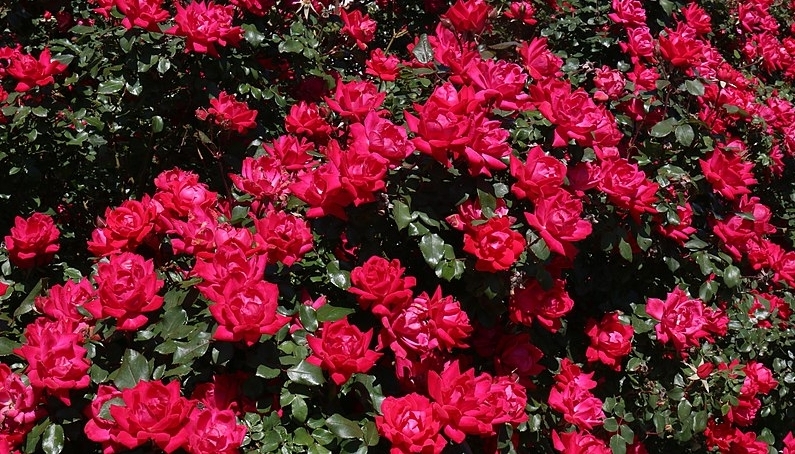 Knockout Roses