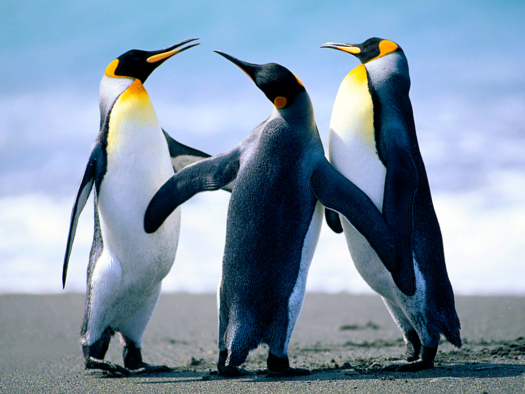 Dancing Penguins