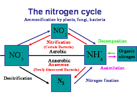 C.6 The nitrogen and phosphorus cycles (AHL) - ppt download