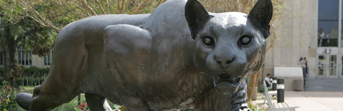 bronze cougar