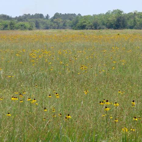 June 10, 2020 field of Texas coneflowers (Rudbeckia texana) at UHCC Aumann Prairie