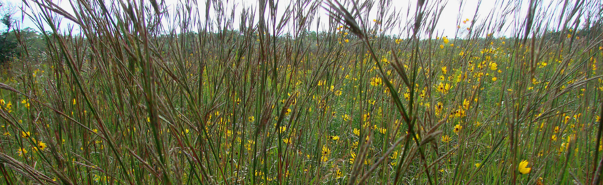 Big Bluestem (Andropogon gerardii)