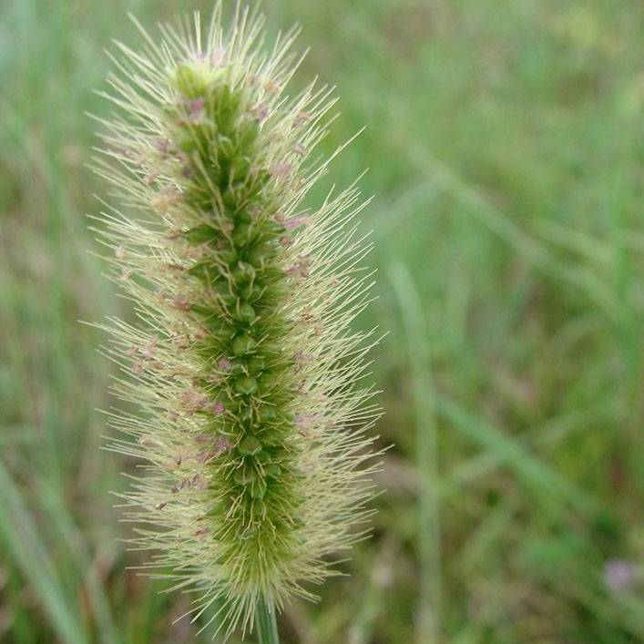 Knotroot bristlegrass (Setaria geniculata)