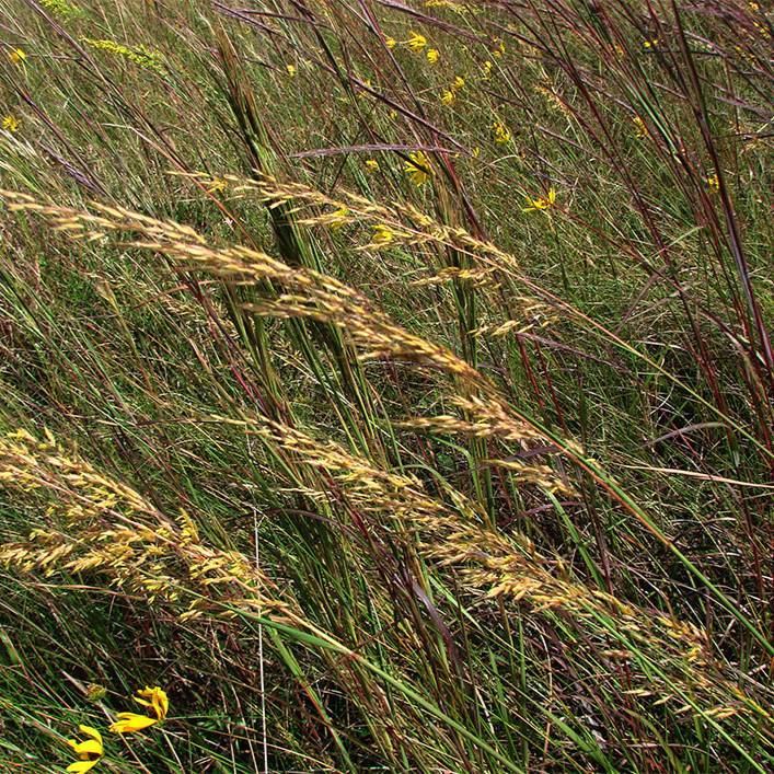 Yellow Indiangrass (Sorghastrum nutans)