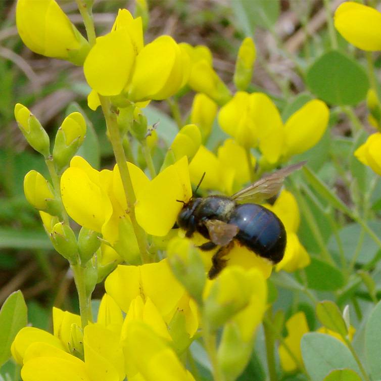 Yellow wild indigo (Baptisia sphaerocarpa)