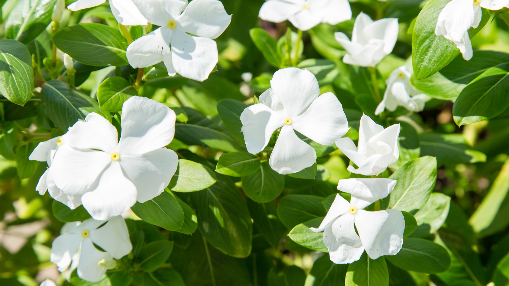 white flowers