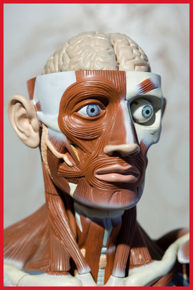 anatomy mannequin head