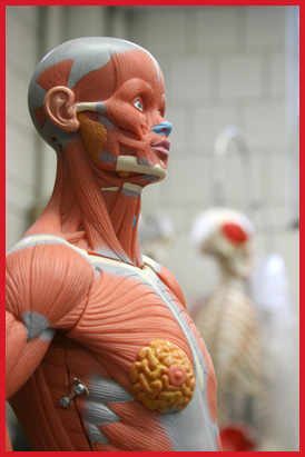 Anatomy Mannequin Muscles