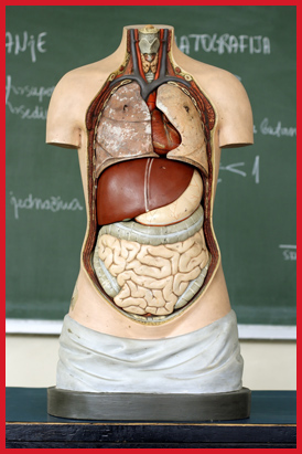 anatomy mannequin organs