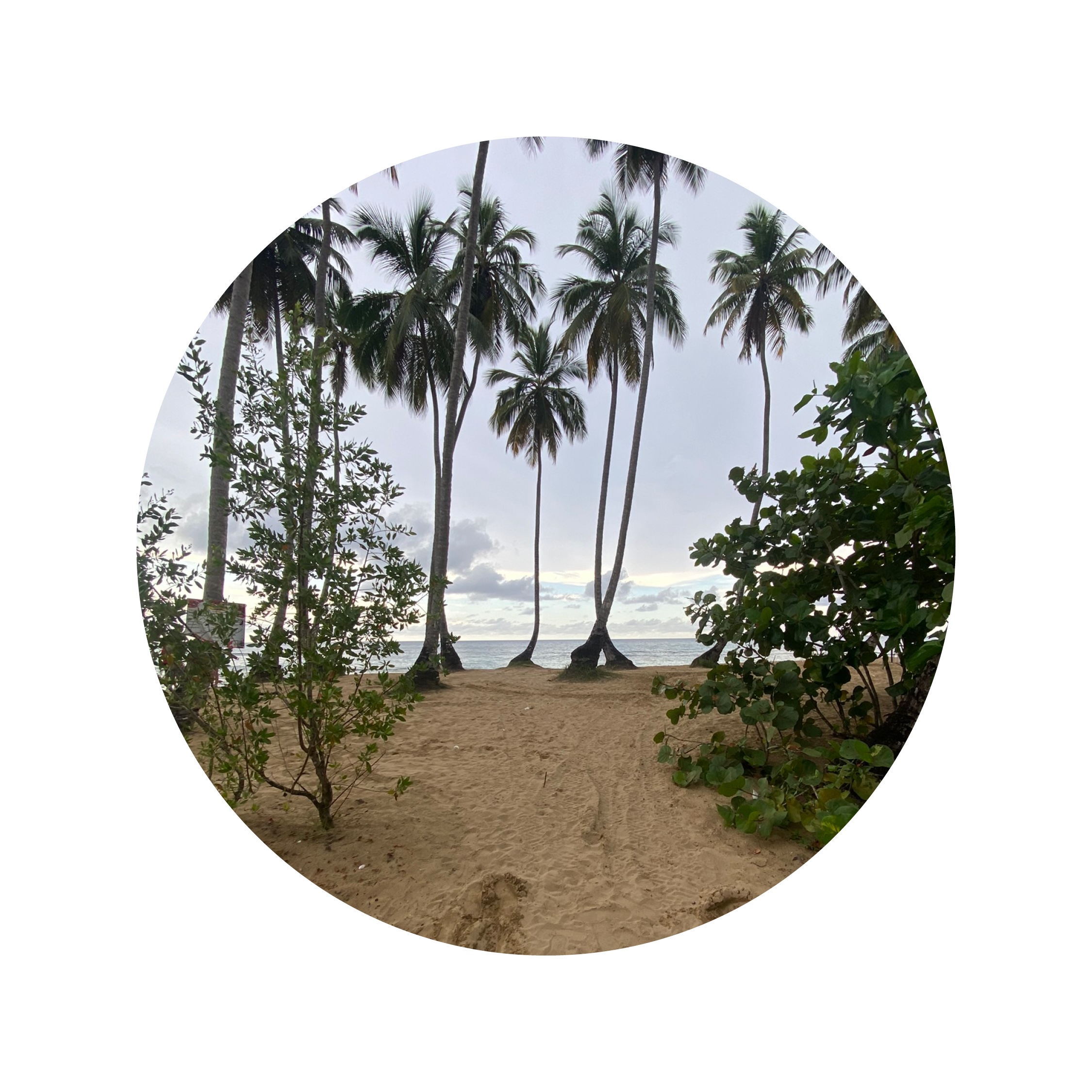 trees on the beach in the DR