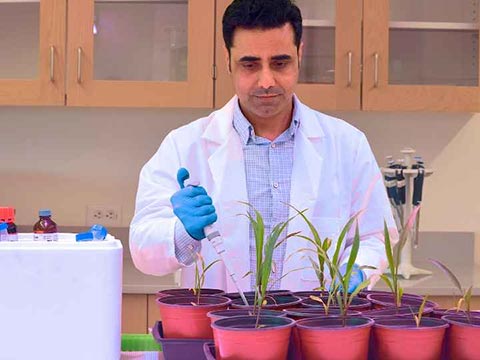 A man in a white lab coat and blue gloves uses a pipette to apply nutrients and microbes to sorghum plants growing in a lab.