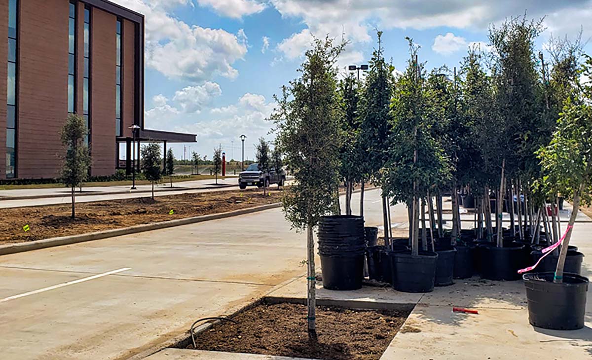 A group of potted trees sit next to a newly planted tree outside a brick building.