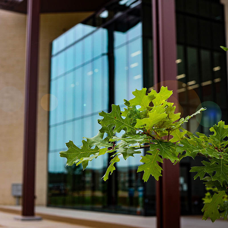 Close up a tree branch with large green leaves. A large glass entrance to a three story brick building is in the background.