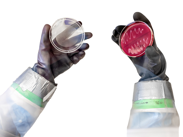 Gloved hands holding a petri dish with C. Diff sample