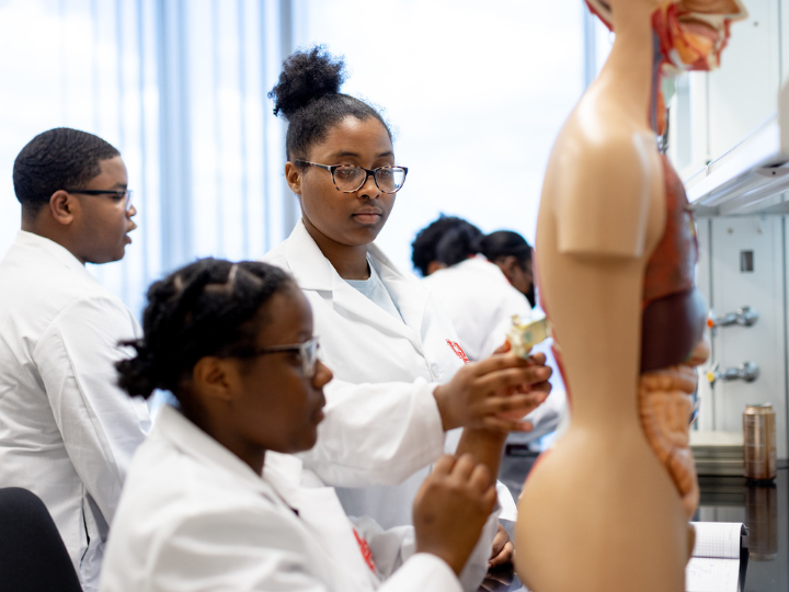 STEM students examine a model of human internal organs in a lab setting.
