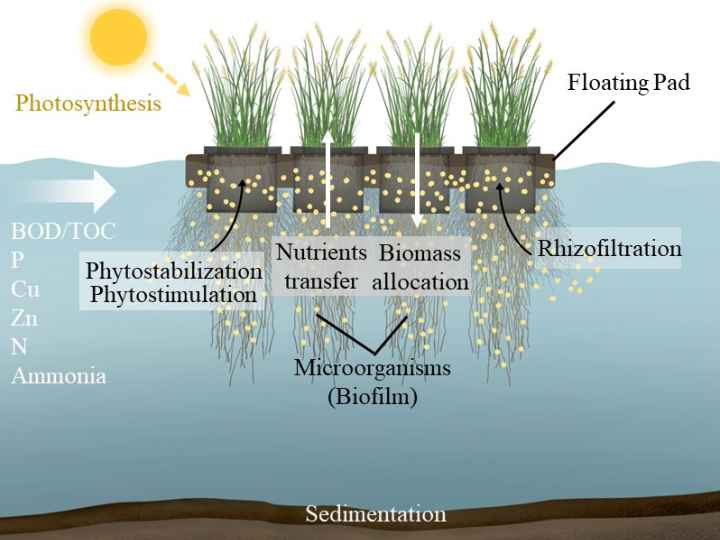 Diagram of the system’s photosynthesis and chemistry at work