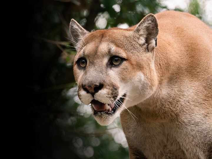 Photo of Shasta VI live cougar inside habitat at Houston Zoo