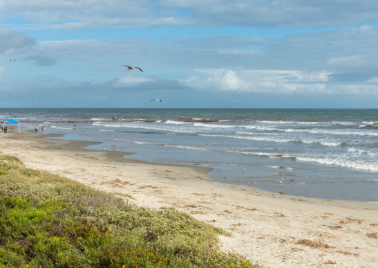 Galveston beach with birds flying 