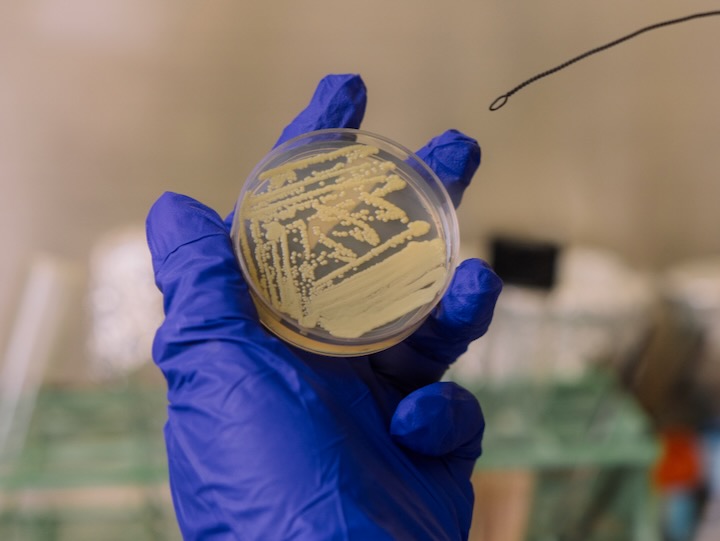 稀少な細菌が「死んだふり」で生存する戦略を持つことを発見(Rare bacterium ‘plays dead’ to survive)