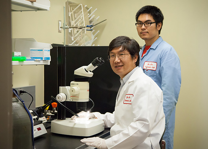 University of Houston developmental biologists Yu Liu and Xiaopeng Shen examine stem cells in Liu’s lab.