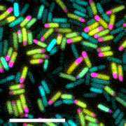 Bacterial Cells