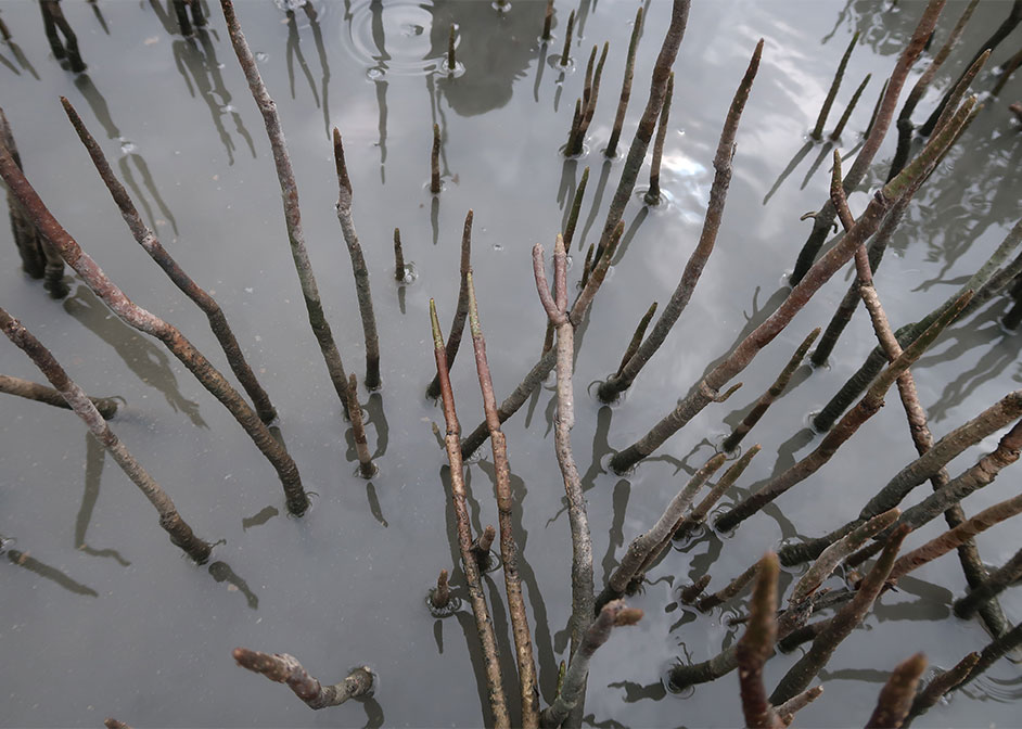 Mangroves