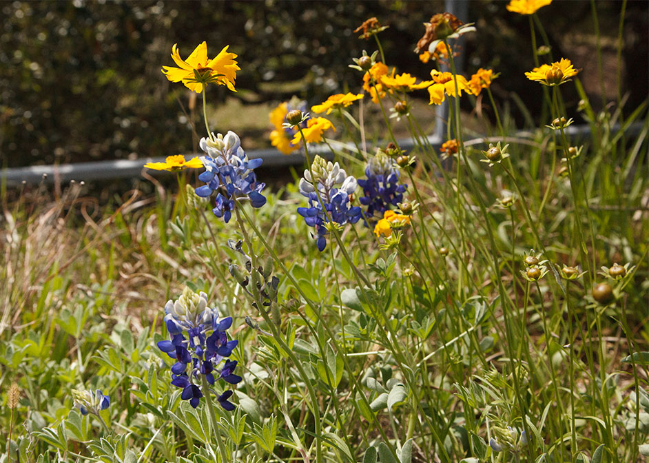 Bluebonnets