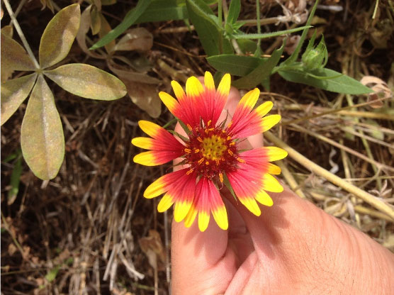 Indian Blankets