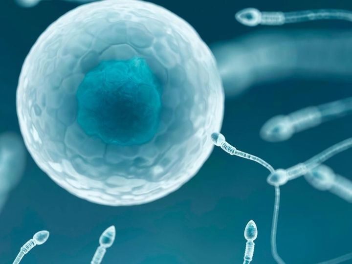Parasites Jump Onto Sperm and Egg Cells