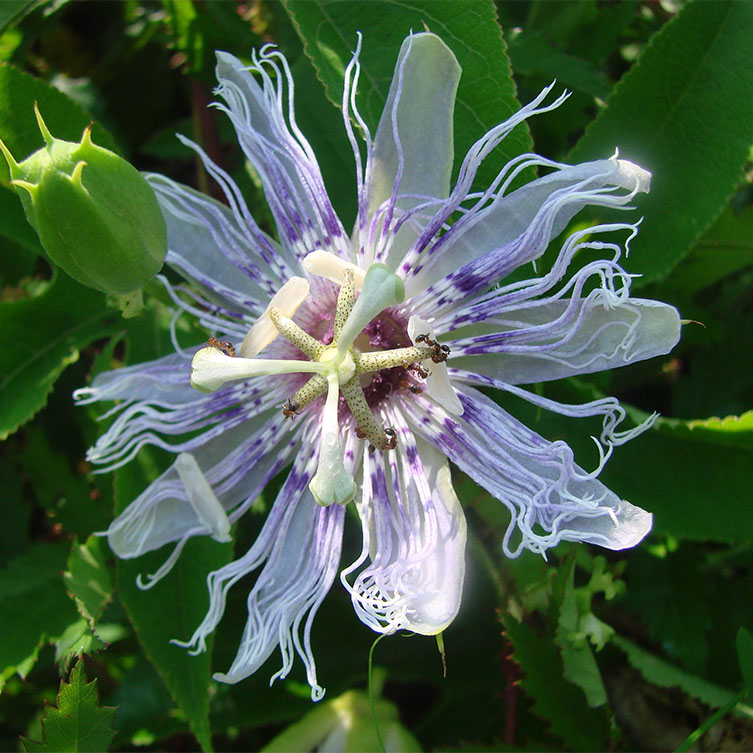 Native Purple Passionflower Vine