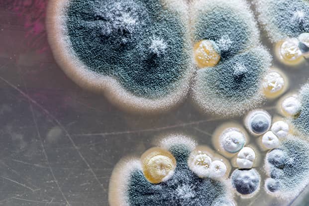 Close up of fungi.