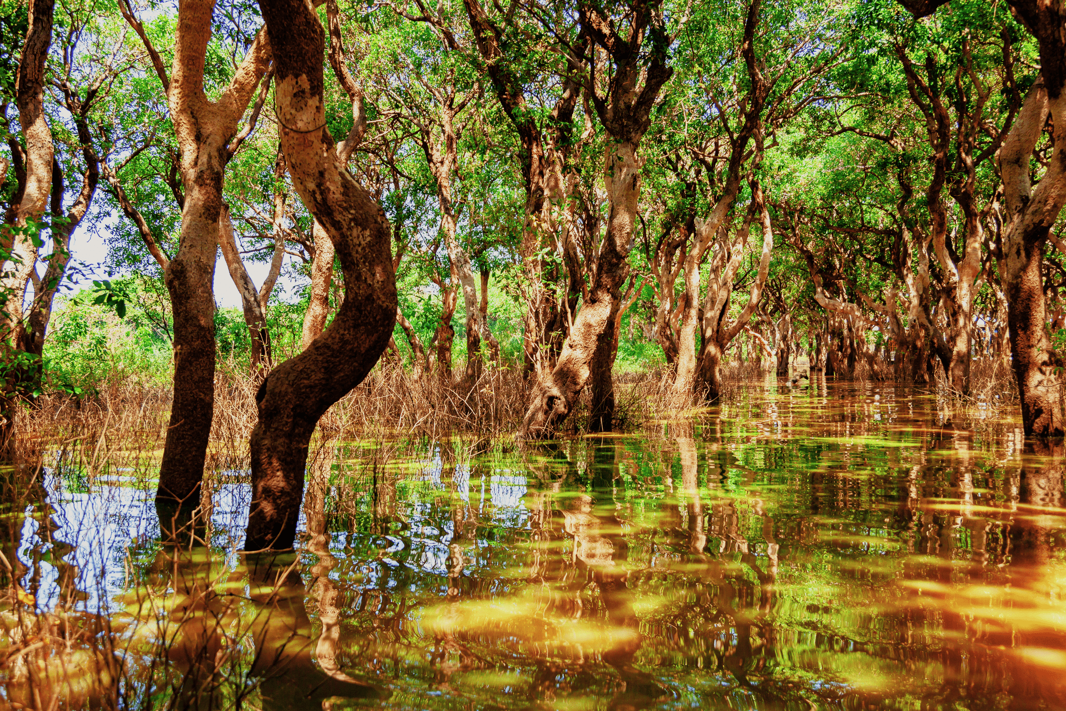 Mangrove trees near a swampy area