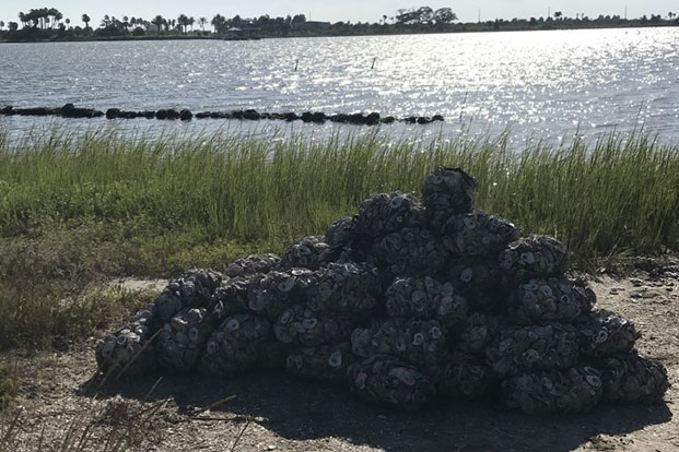 pile of oyster shells on beach