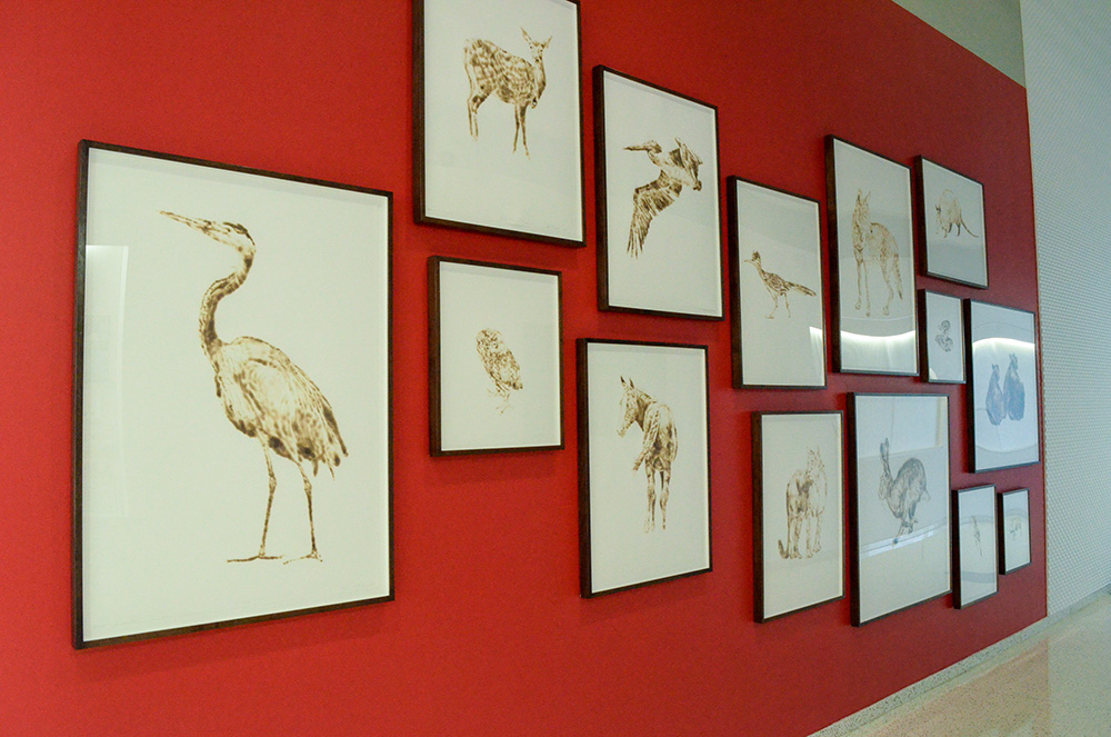 A collection of framed individual brown-colored drawings on white paper hung on a red wall featuring a heron, a deer, an owl, a horse, a pelican and other animals