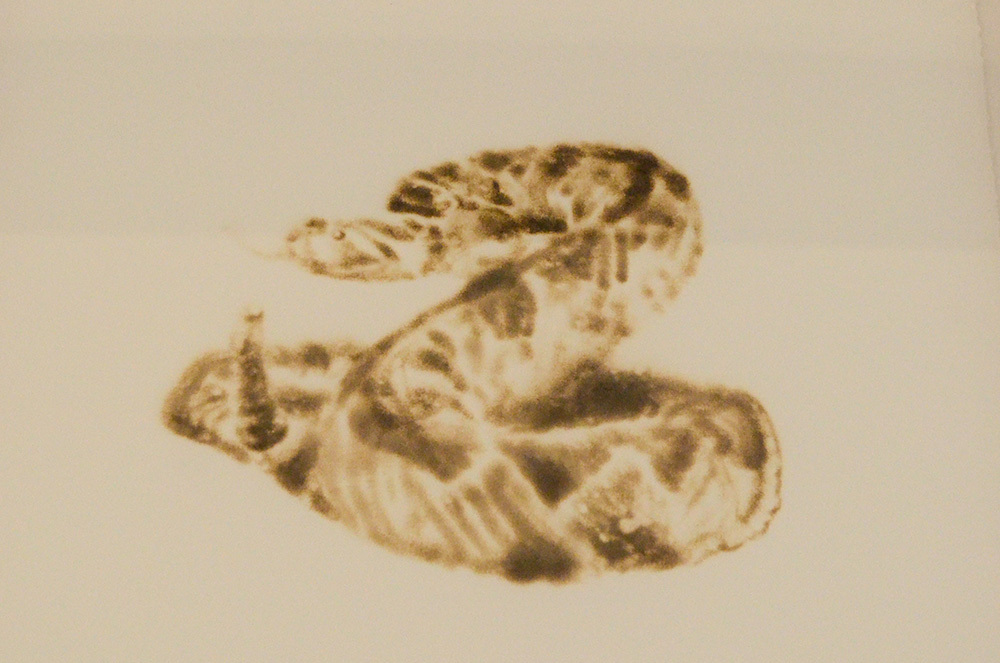 Close-up of burn markings on white paper that resembles a coiled rattle snake