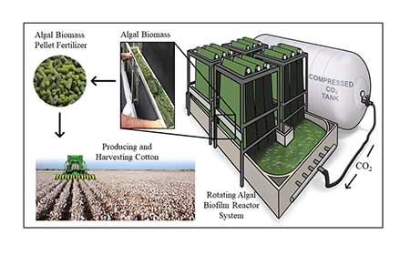 Composite image that diagrams the proposed process of an Algae Scraper that uses carbon dioxide to grow algal biomass to fertilize crops.