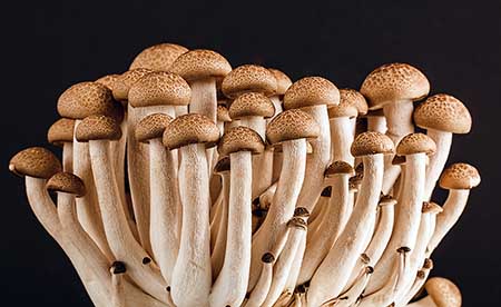 Long thin white stemmed bunch of mushrooms