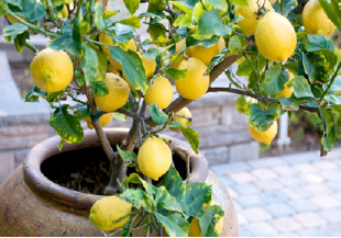 Container Gardening With Fruit Trees - University of Houston